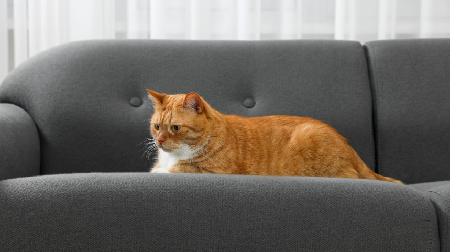 Orange cat relaxing on a pet-friendly dark gray living room couch.