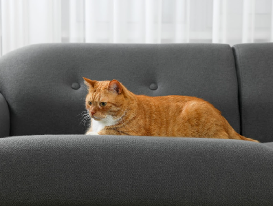 Orange cat relaxing on a pet-friendly dark gray living room couch.