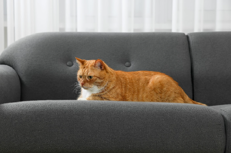 Orange cat relaxing on a pet-friendly dark gray living room couch.