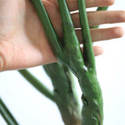 Monstera Deliciosa Artificial Plant - IUIGA